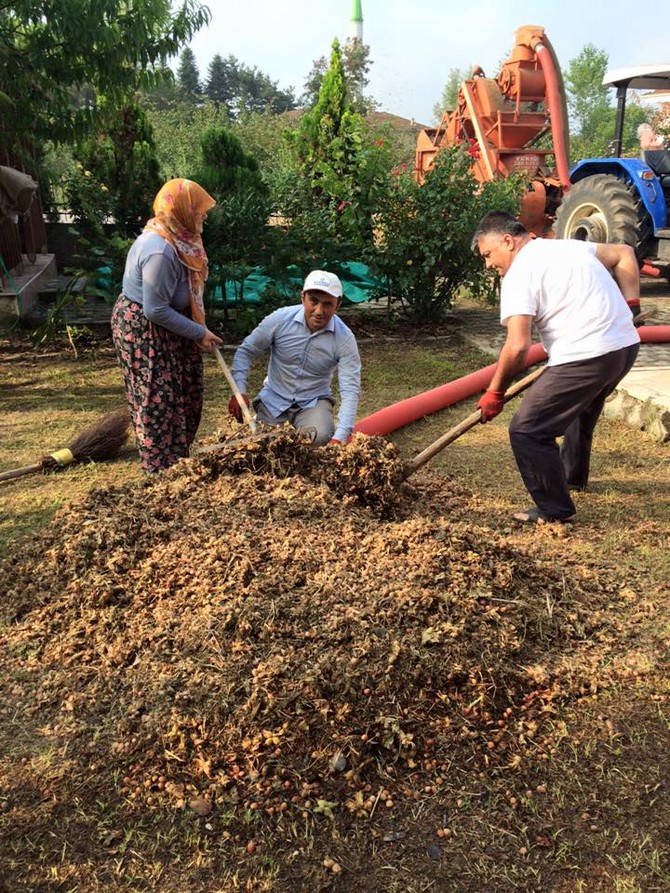 ersin-yazici-findik-hasadi-yapti-(5).jpg