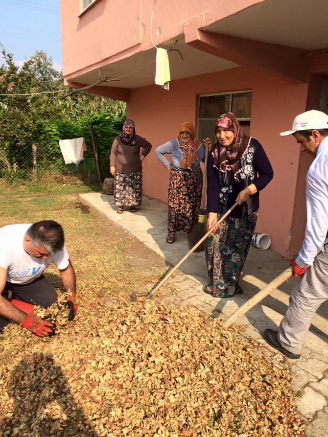 ersin-yazici-findik-hasadi-yapti-(7).jpg