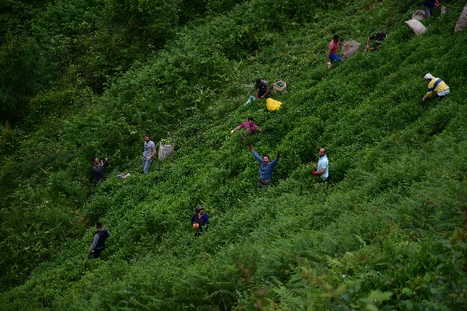 findiklida-cay-toplama-mecisi-ile-20-bin-tl-gelir-elde-edildi-(7).jpg