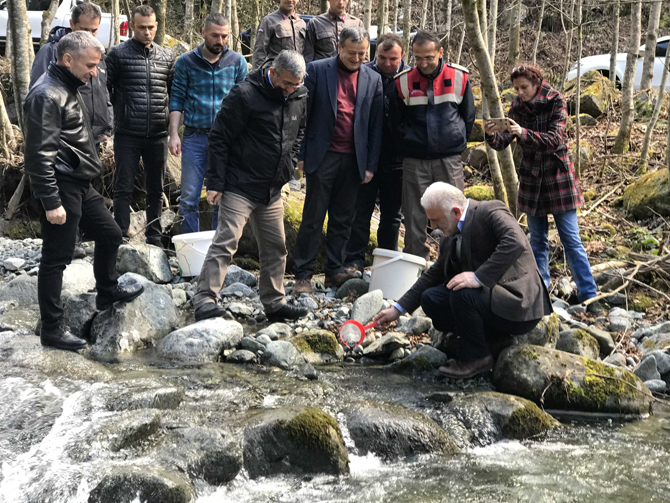 firtina-deresine-230-bin-yavru-alabalik-birakildi-1.jpg