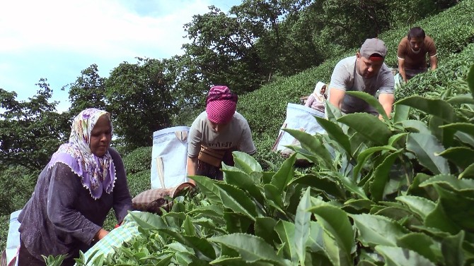 giresun-findiktan-sonra-cay-uretiminde-de-iddiali-(2)-001.jpg
