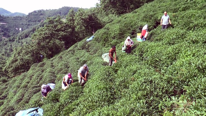 giresun-findiktan-sonra-cay-uretiminde-de-iddiali-(3).jpg