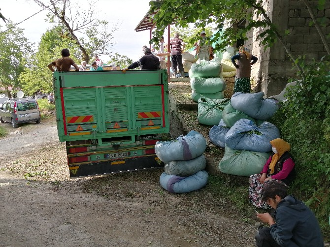 giresun-findiktan-sonra-cay-uretiminde-de-iddiali-(6).jpg