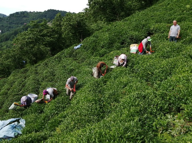 giresun-findiktan-sonra-cay-uretiminde-de-iddiali-(7).jpg