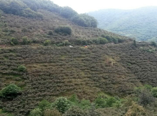 giresunda-trafik-kazasi-4-olu.jpg giresunda-trafik-kazasi-4-olu.jpg