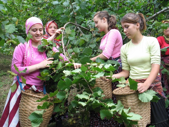 giresunlu-findik-ureticileri-hasat-icin-bahceye-girdi-2.jpg