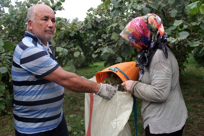 giresunlu-findik-ureticileri-hasat-icin-bahceye-girdi-4.jpg