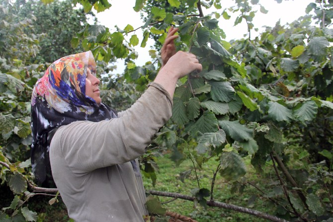 giresunlu-findik-ureticileri-hasat-icin-bahceye-girdi-5.jpg