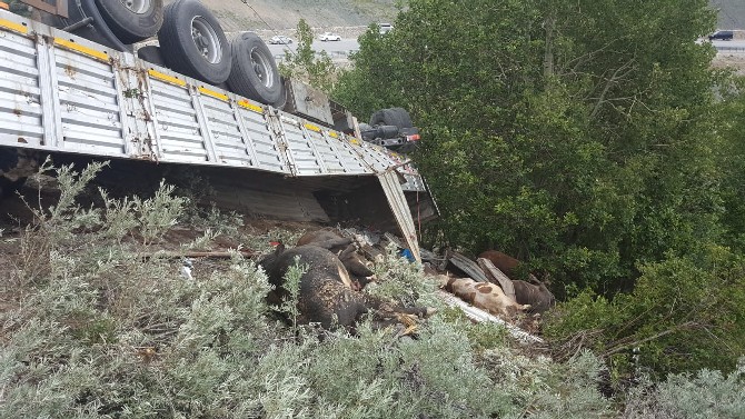 gumushanede-hayvan-yuklu-tir-devrildi-1-olu-1.jpg