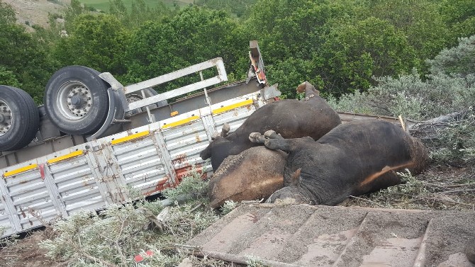 gumushanede-hayvan-yuklu-tir-devrildi-1-olu-4-001.jpg