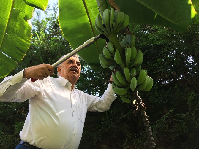 hayati-yazici-rizede-muz-hasadi-yapti-(4).jpg