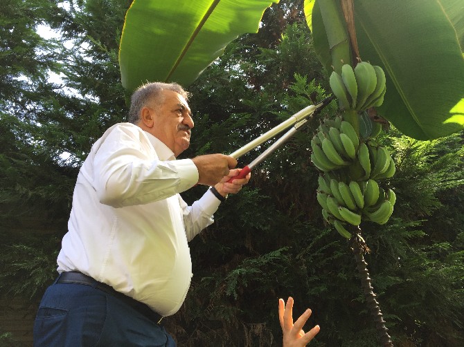 hayati-yazici-rizede-muz-hasadi-yapti-(6).jpg
