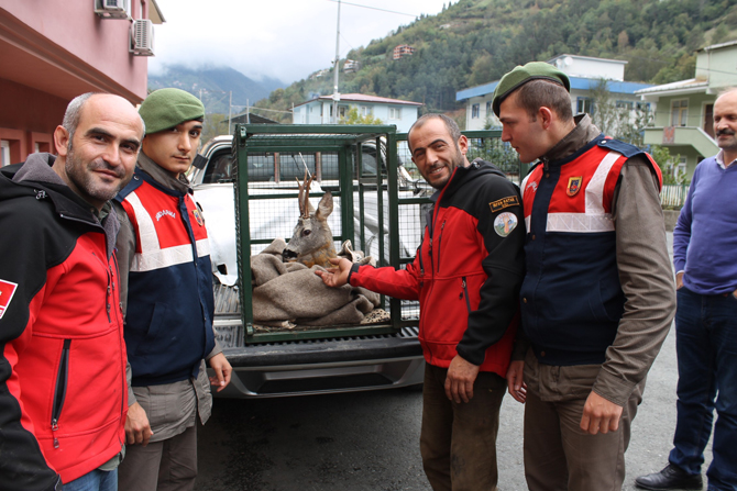 ikizdere’ye-dusen-karaca-kurtarildi-1.jpg