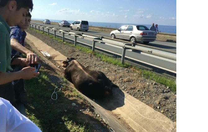 image-20160910172037.jpeg image-20160910172037.jpeg