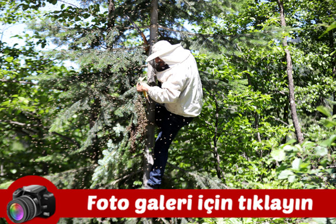 kackarlarda-ayder-bali-ureten-aricilarin-zorlu-mesaisi-suruyor-fotograflar.jpg