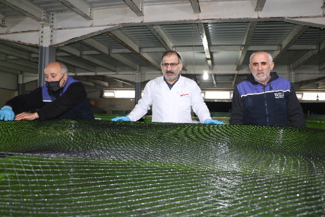 karadeniz-alabaliginin-islah-edilerek-daha-hizli-buyumesi-hedefleniyor-7.jpg