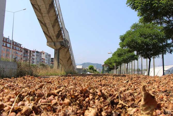 karadenizde-findik-hasadi-halen-surerken-trabzonda-bazi-ureticiler-topladiklari-findigi-karadeniz-sahil-yolunun-kenarlarina-sererek-kurutmaya-basladi.--(10).jpg
