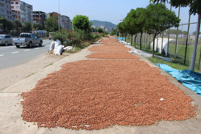 karadenizde-findik-hasadi-halen-surerken-trabzonda-bazi-ureticiler-topladiklari-findigi-karadeniz-sahil-yolunun-kenarlarina-sererek-kurutmaya-basladi.--(11).jpg