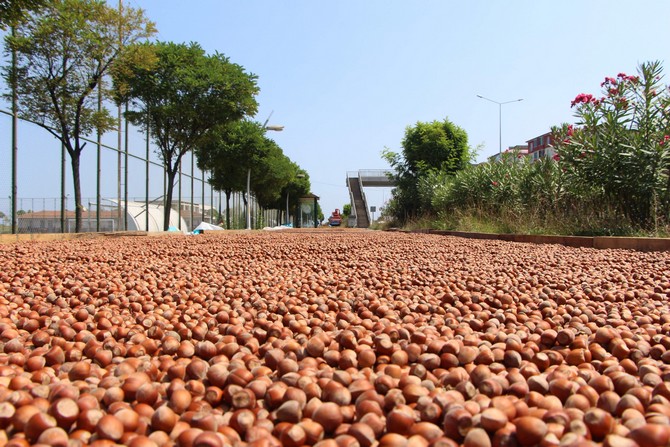 karadenizde-findik-hasadi-halen-surerken-trabzonda-bazi-ureticiler-topladiklari-findigi-karadeniz-sahil-yolunun-kenarlarina-sererek-kurutmaya-basladi.--(12).jpg