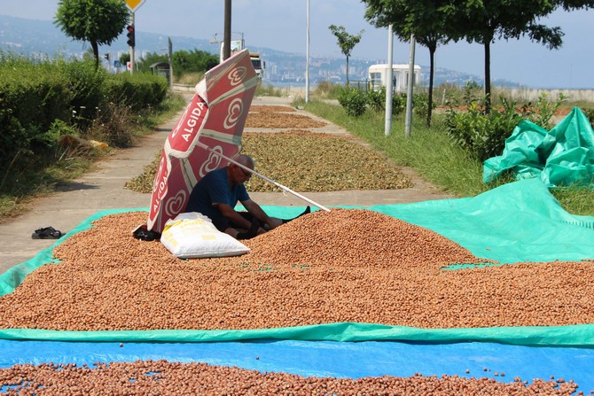 karadenizde-findik-hasadi-halen-surerken-trabzonda-bazi-ureticiler-topladiklari-findigi-karadeniz-sahil-yolunun-kenarlarina-sererek-kurutmaya-basladi.--(14).jpg