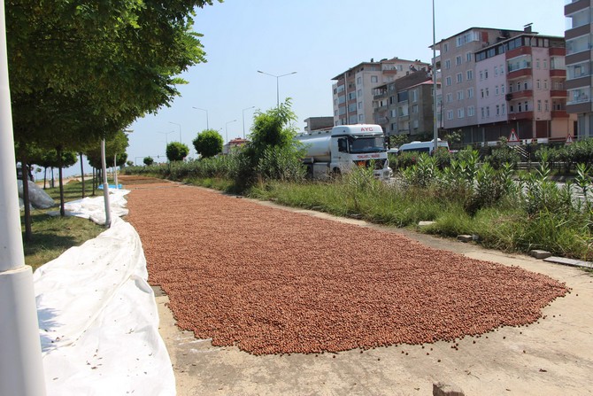 karadenizde-findik-hasadi-halen-surerken-trabzonda-bazi-ureticiler-topladiklari-findigi-karadeniz-sahil-yolunun-kenarlarina-sererek-kurutmaya-basladi.--(6).jpg