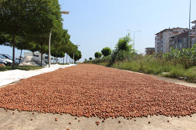 karadenizde-findik-hasadi-halen-surerken-trabzonda-bazi-ureticiler-topladiklari-findigi-karadeniz-sahil-yolunun-kenarlarina-sererek-kurutmaya-basladi.--(7).jpg