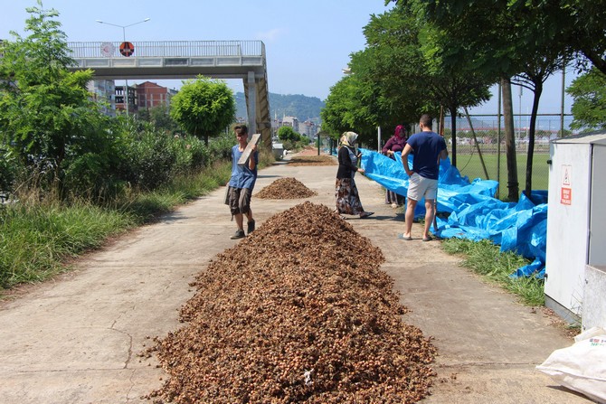 karadenizde-findik-hasadi-halen-surerken-trabzonda-bazi-ureticiler-topladiklari-findigi-karadeniz-sahil-yolunun-kenarlarina-sererek-kurutmaya-basladi.--(8).jpg