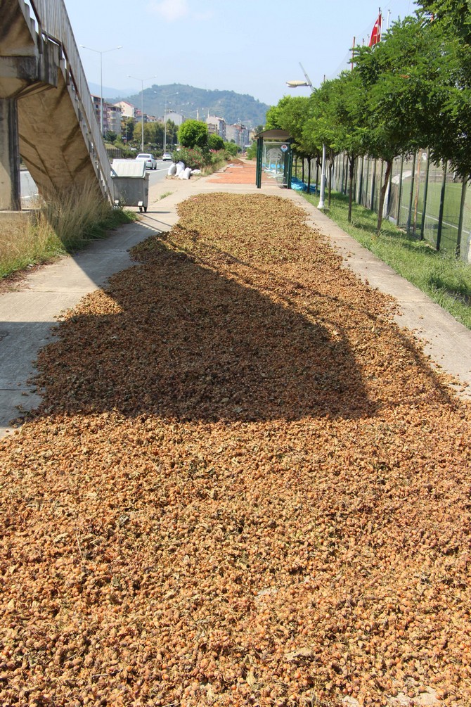 karadenizde-findik-hasadi-halen-surerken-trabzonda-bazi-ureticiler-topladiklari-findigi-karadeniz-sahil-yolunun-kenarlarina-sererek-kurutmaya-basladi.--(9).jpg