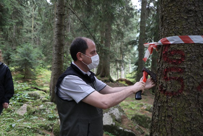 karadenizdeki-uc-ilde-ladin-ormanlarini-40-bin-faydali-bocek-koruyacak-(6).jpg