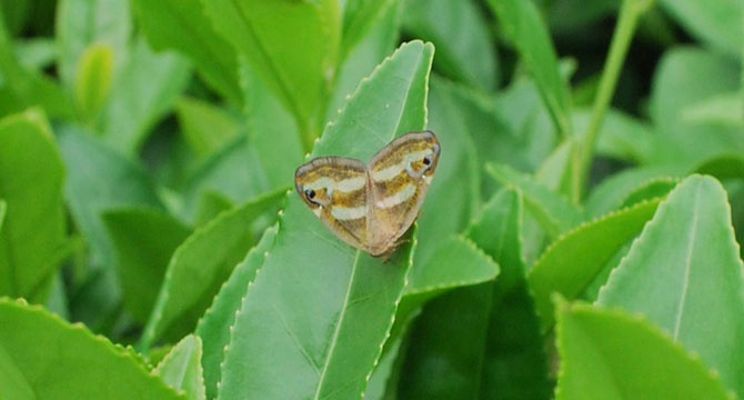 kelebek-cayda.jpg kelebek-cayda.jpg