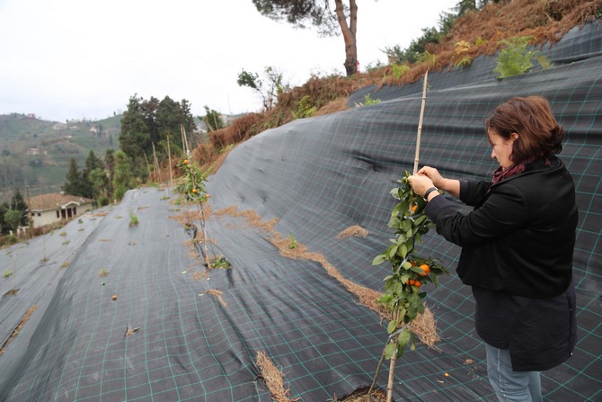 keziban-yazici-rize-mandalinasi-tescil-yolunda-(2).jpg
