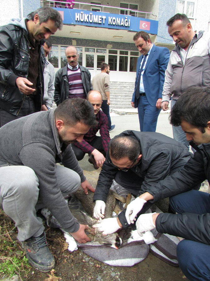 kopeklerin-yaraladigi-karaca-tedavi-altina-alindi53.jpg