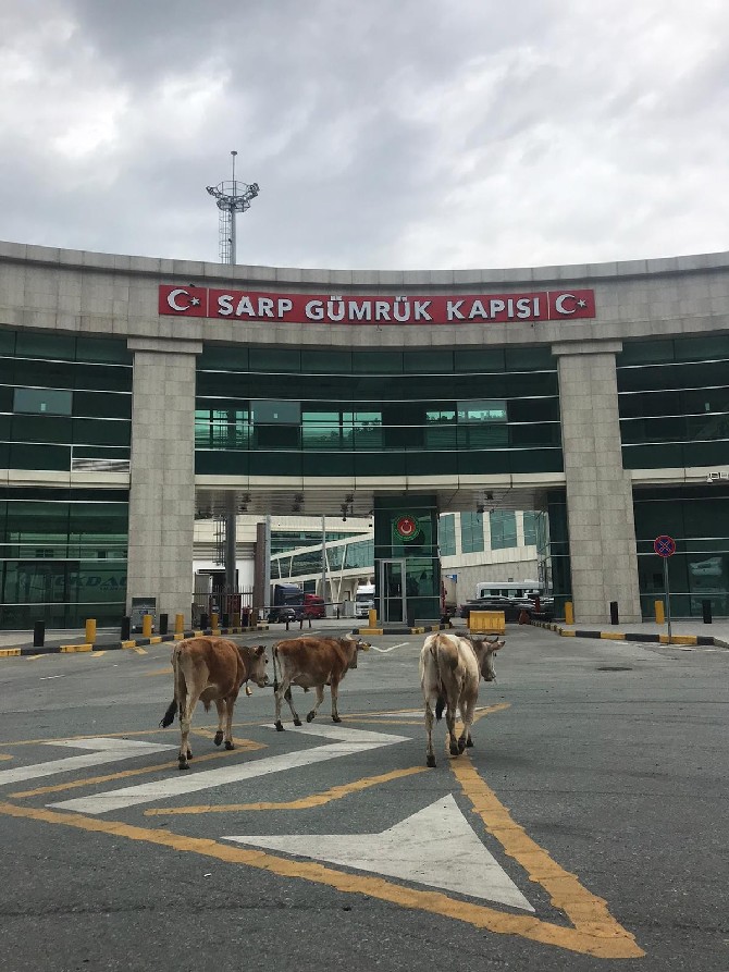 korona-virus-tedbirleri-kapsaminda-yaya-ve-arac-girisine-kapatilan-sarp-sinir-kapisi-onunde-toplanan-inekler-ilginc-goruntuler-olusturdu-(1).jpg