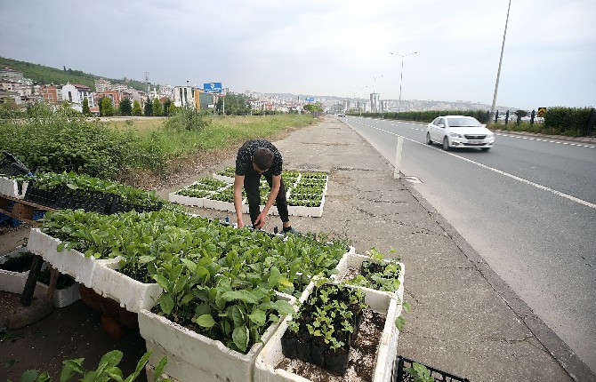 kovid-19,-karadeniz-sahil-yolunda-satisi-yapilan-fidelere-ilgiyi-artirdi-(5).jpg