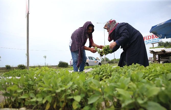 kovid-19,-karadeniz-sahil-yolunda-satisi-yapilan-fidelere-ilgiyi-artirdi-(8).jpg