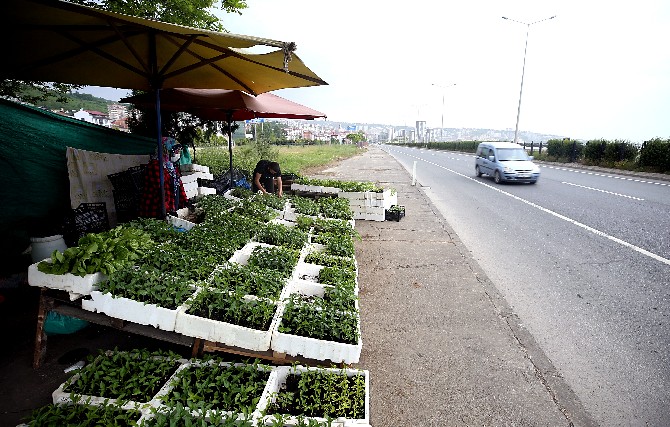 kovid-19,-karadeniz-sahil-yolunda-satisi-yapilan-fidelere-ilgiyi-artirdi-(9).jpg