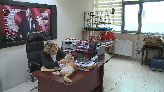 makam-odasinda-yarali-kedileri-tedavi-ettigi-icin-idari-sorusturma-geciren-rize-halk-egitim-merkezi-mudur-yardimcisi-rukiye-yilmazin-gorev-yeri-degistirilerek-maasindan-kesinti-yapildi-(5).jpg