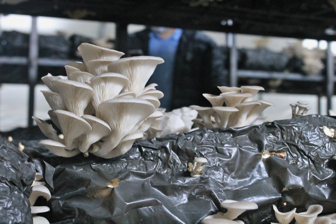 melih-yildirim-hibe-destegiyle-istiridye-mantari-uretiyor-(1).jpg