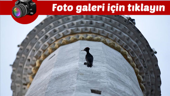 nadir-gorulen-kara-agackakan-4-yildir-minare-havalandirmasinda-yasiyor.jpg