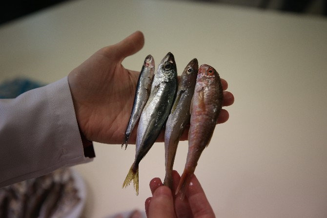 ordu-universitesinde-yurutulen-iki-yillik-calisma-sonrasi-karadenizde-en-cok-avlanan-balik-turlerinden-hamsinin-biyoaktif-ozelliginin-yuksek-oldugu-belirlendi-2.jpg