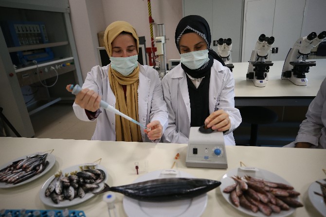 ordu-universitesinde-yurutulen-iki-yillik-calisma-sonrasi-karadenizde-en-cok-avlanan-balik-turlerinden-hamsinin-biyoaktif-ozelliginin-yuksek-oldugu-belirlendi-4.jpg
