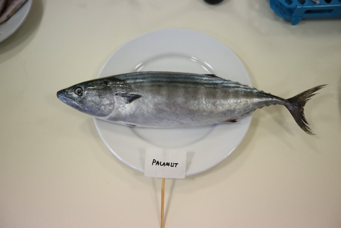 ordu-universitesinde-yurutulen-iki-yillik-calisma-sonrasi-karadenizde-en-cok-avlanan-balik-turlerinden-hamsinin-biyoaktif-ozelliginin-yuksek-oldugu-belirlendi-6.jpg