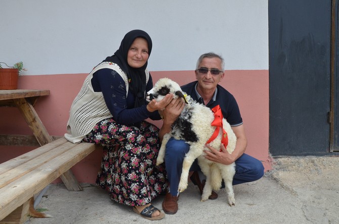 orduda-bir-kuzunun-anne-diye-melemesi-gorenleri-sasirtirken-boncuk-isimli-kuzu-ile-sahibinin-dostlugu-tebessum-ettiriyor-1.jpg