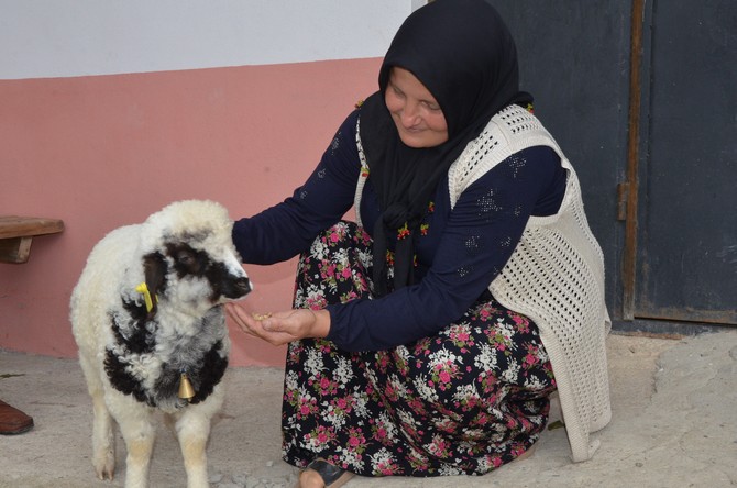 orduda-bir-kuzunun-anne-diye-melemesi-gorenleri-sasirtirken-boncuk-isimli-kuzu-ile-sahibinin-dostlugu-tebessum-ettiriyor-10.jpg