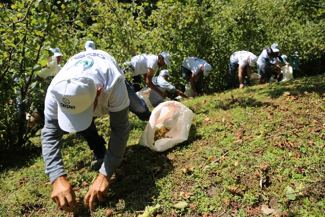 orduda-findik-dalda,-aklin-iscide-kalmasin-projesi-uygulanacak-(1).jpg