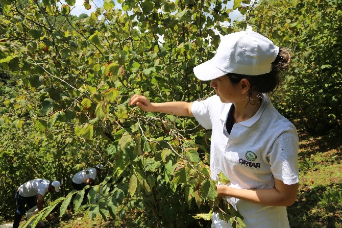 orduda-findik-dalda,-aklin-iscide-kalmasin-projesi-uygulanacak-(3).jpg