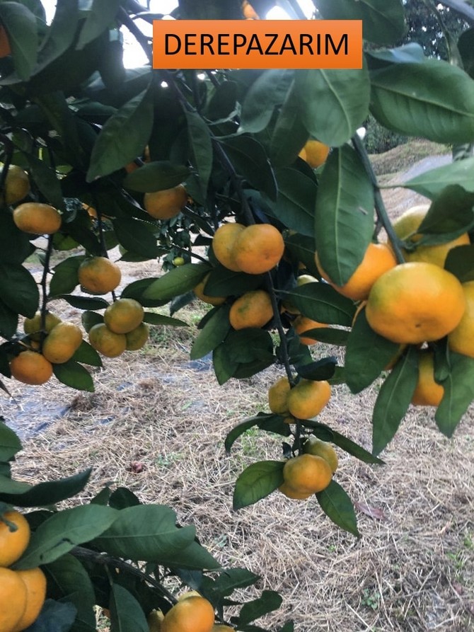 recep-tayyip-erdogan-universitesi-rteu-ziraat-fakultesi-95-yildir-rizede-yetistirilen-satsuma-mandalinasinin-rize-mandalinasi-9-cesidini-tescil-ettirdi-8.jpg