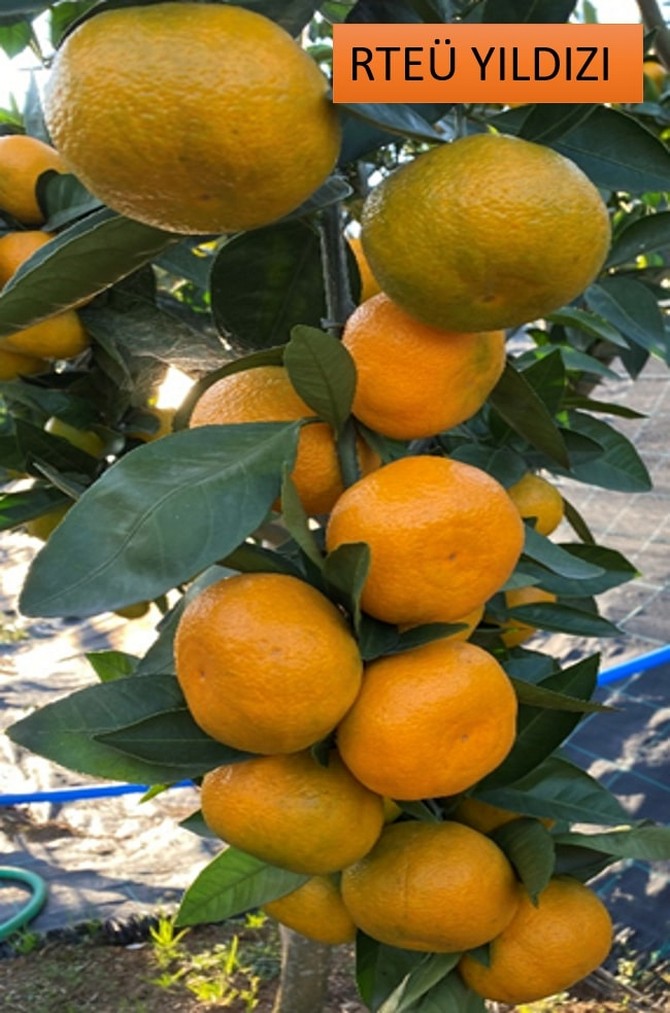 recep-tayyip-erdogan-universitesi-rteu-ziraat-fakultesi-95-yildir-rizede-yetistirilen-satsuma-mandalinasinin-rize-mandalinasi-9-cesidini-tescil-ettirdi-9.jpg