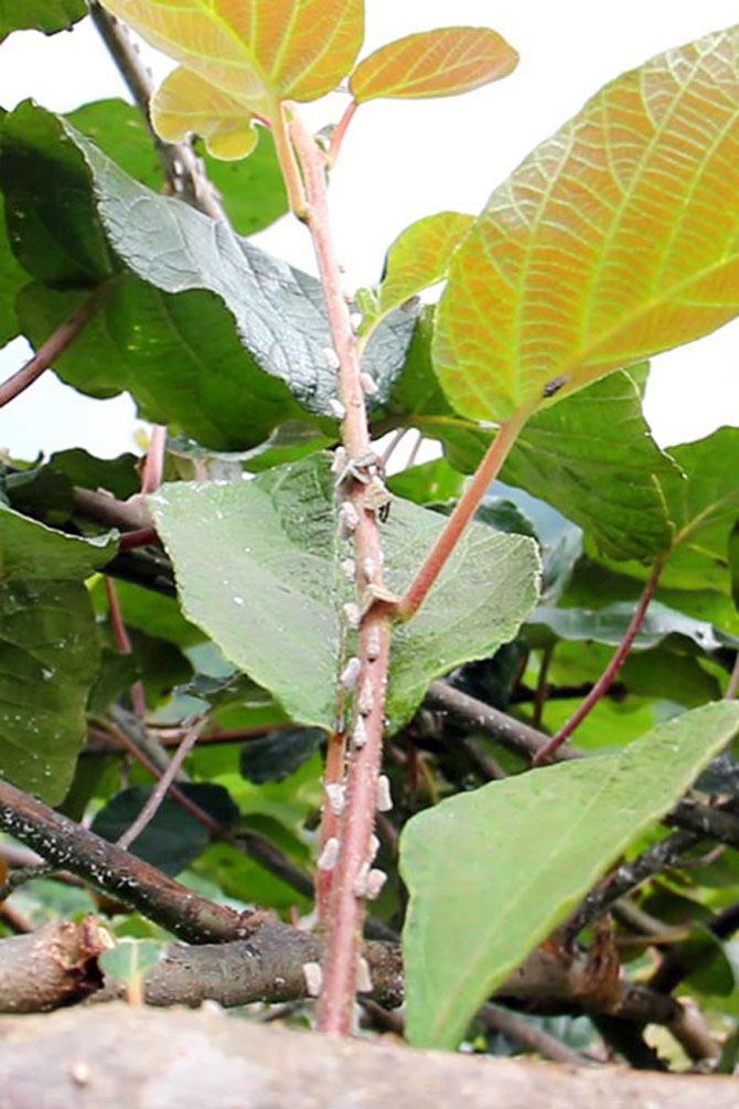 ricania-simulans-001.jpg ricania-simulans-001.jpg