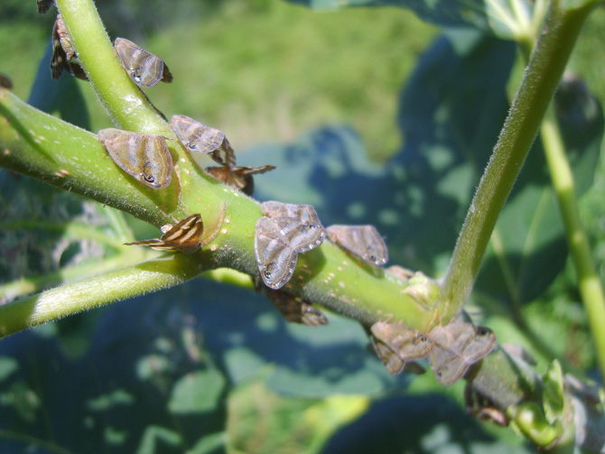 ricania-simulans-vampir-kelebek.jpg ricania-simulans-vampir-kelebek.jpg